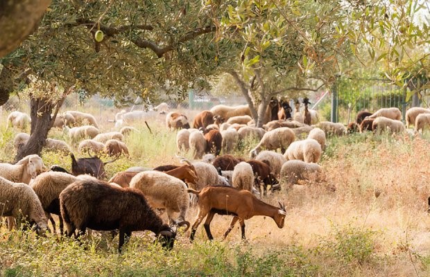 Ελλείψεις σε ζωοτροφές και μείωση παραγωγής γάλακτος