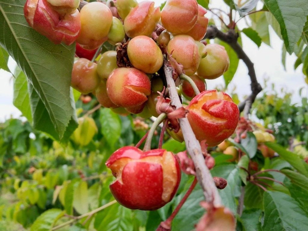 "Γιορτή Κερασιού»" με συγκέντρωση διαμαρτυρίας