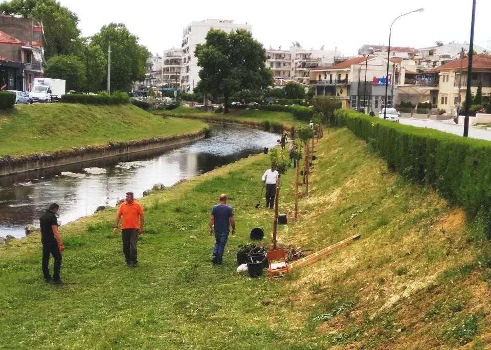 Φυτεύτηκαν 70 ροζ κερασιές στον Ληθαίο