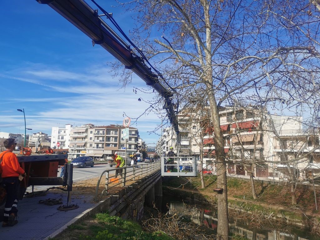 Κλαδεύονται τα δέντρα στον Ληθαίο ποταμό