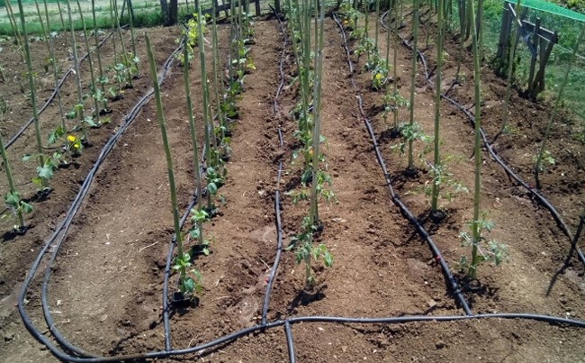 Κηπευτικά προϊόντα για 250 άνεργους Λαρισαίους