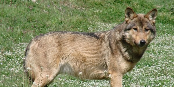 Οι λύκοι επέστρεψαν στην Ελλάδα