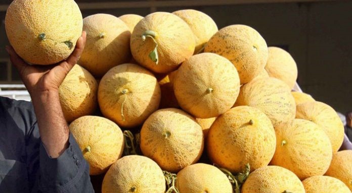 Κορυφώνεται η συγκομιδή του πεπονιού