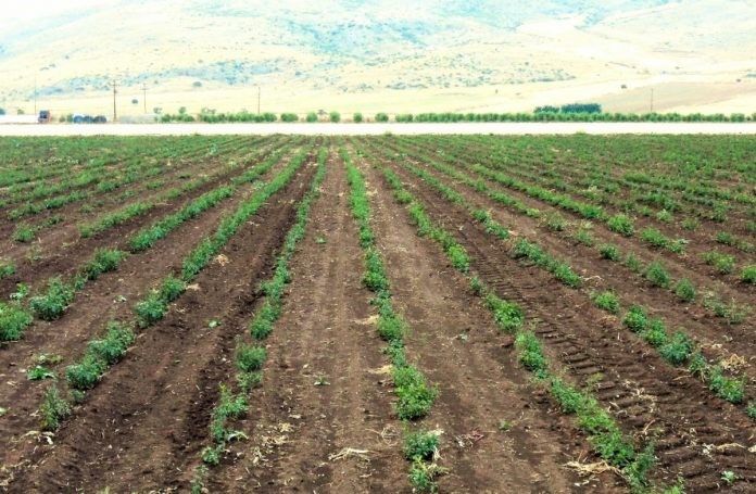 Θετικές οι προοπτικές για τα αρωματικά φυτά