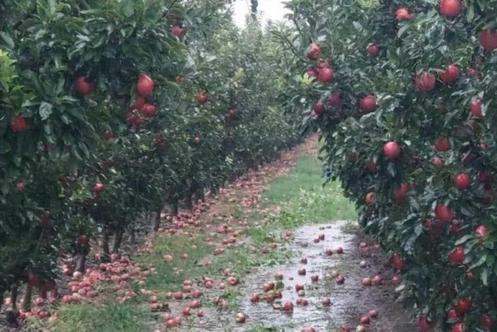 Η κλιματική αλλαγή φέρνει νέες ασθένειες στα φυτά