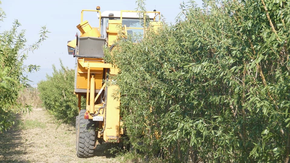 Λάρισα: Μειωμένη 70% η παραγωγή αμυγδάλου