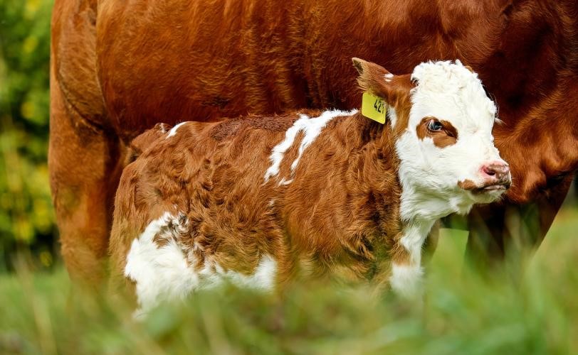 Συνελήφθη για κλοπή 19 μοσχαριών και ζωοτροφών