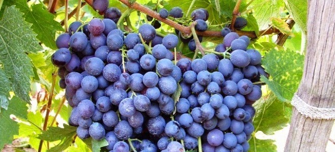 Έρευνα για την ανάδειξη του μοσχάτου