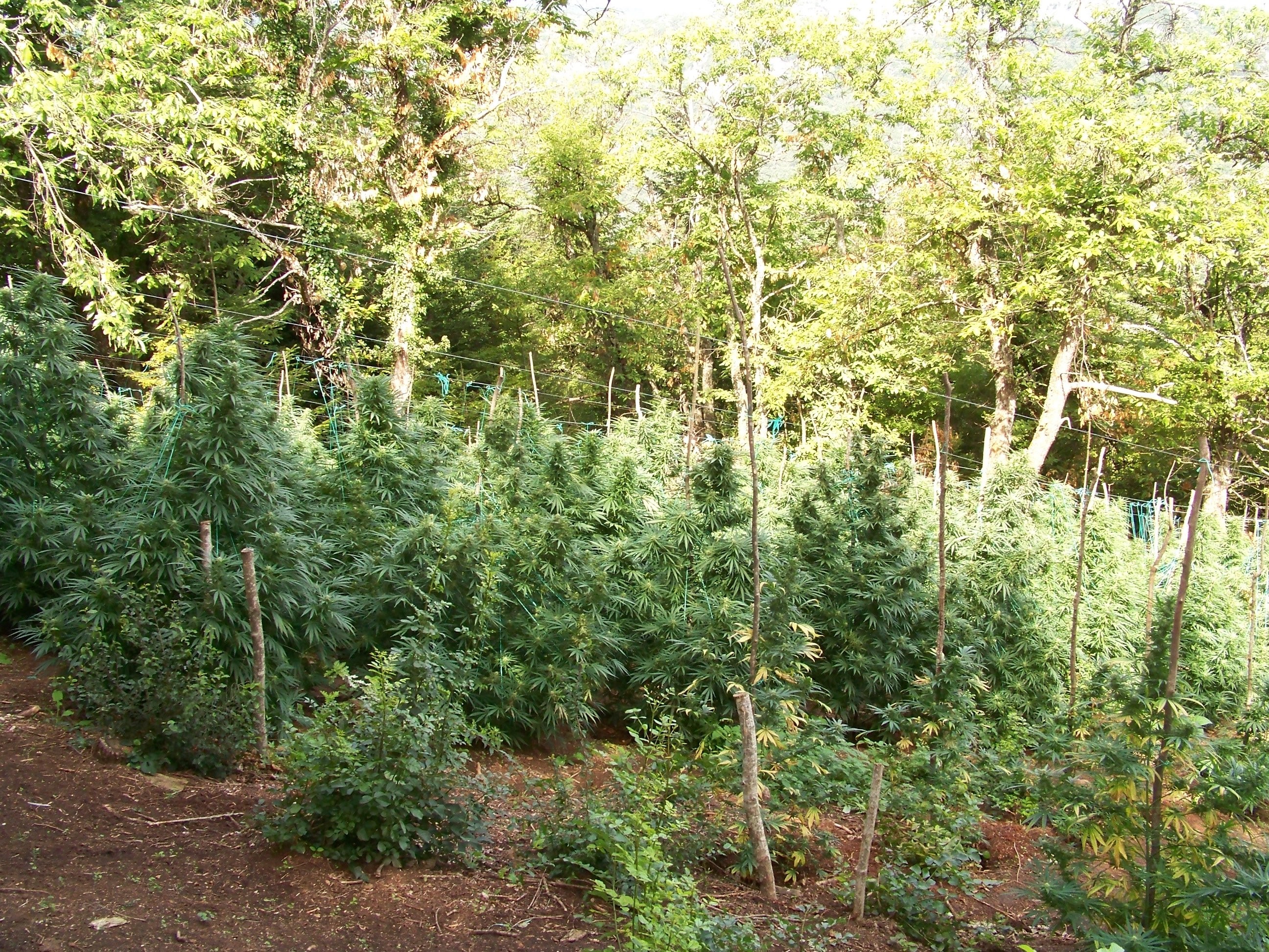 Η ΕΛ.ΑΣ. για τις πέντε φυτείες κάνναβης