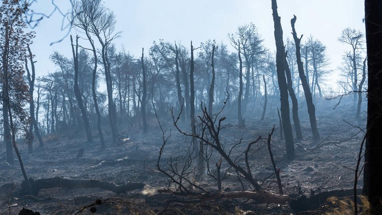 Εύβοια: Κάηκαν 23.565 στρέμματα