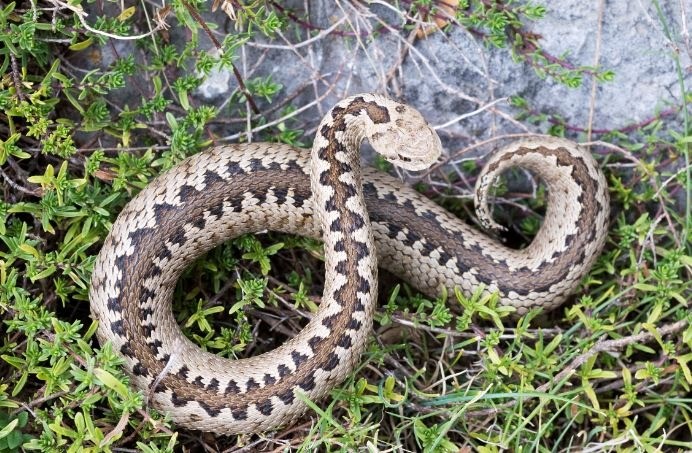 Πώς προστατευόμαστε από τα φίδια