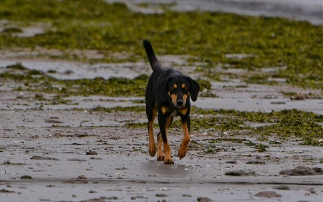 Φυλάκιση οκτώ μηνών σε κυνηγούς