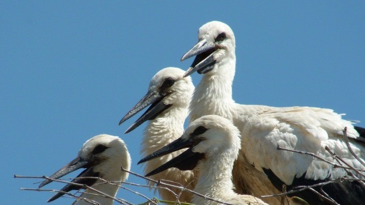 Οι πελαργοί έφεραν την άνοιξη στον Θεσσαλικό κάμπο
