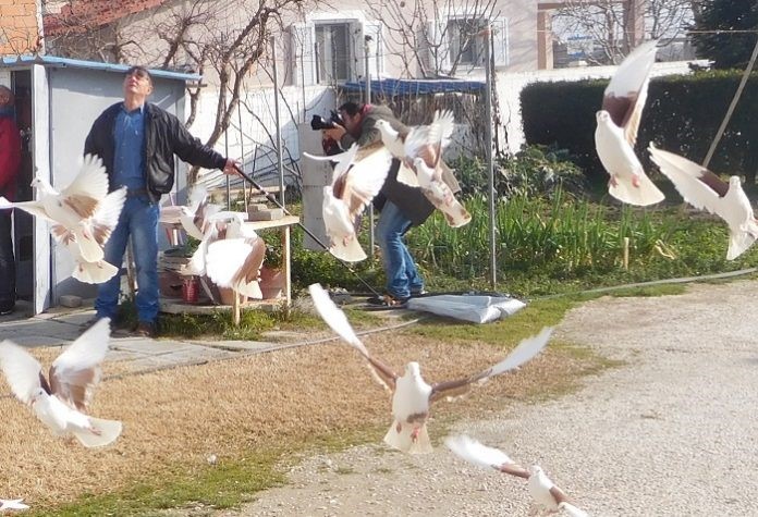 «Βούτες» περιστεριών από ψηλά στον Αμπελώνα