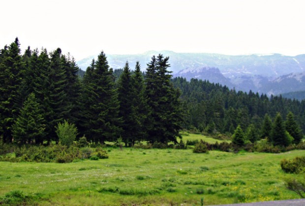 Σε επιφυλακή οι δασικές υπηρεσίες των Τρικάλων