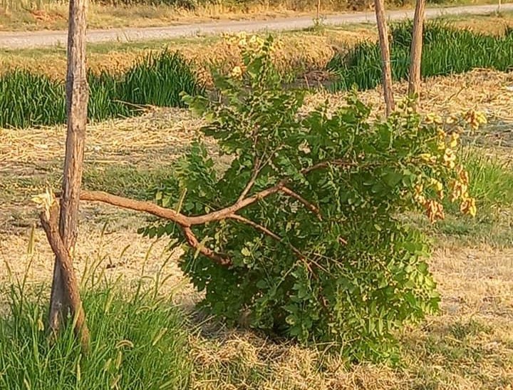 Άγνωστοι κατέστρεψαν δένδρα στο πάρκο Πυργετού