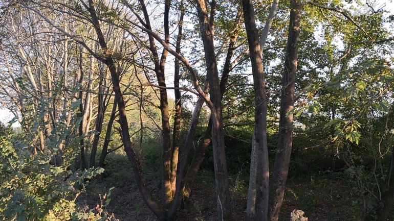 Βαριά ασθένεια απειλεί με αφανισμό τα πλατάνια