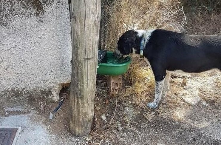 Ταΐστρες σε 20 σημεία για τα αδέσποτα