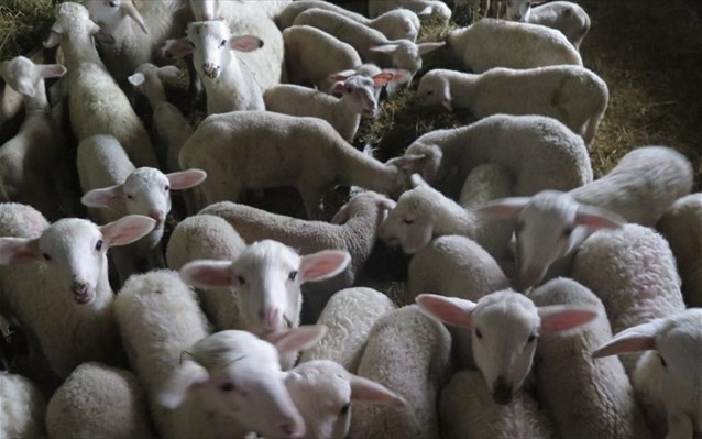 Ο ιός «σφάζει» την κτηνοτροφία