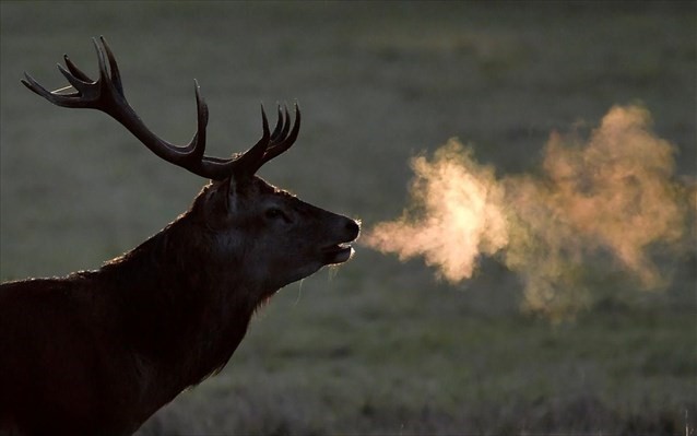 Έξι τα νεκρά ελάφια στον δημοτικό κήπο