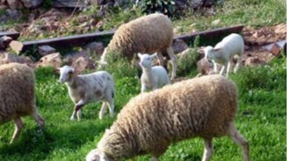 Aγέλη σκυλιών κατασπάραξε 70 πρόβατα κτηνοτρόφου
