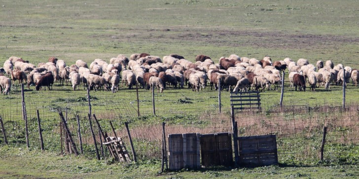 Στον χάρτη με τις εστίες καταρροϊκού πυρετού