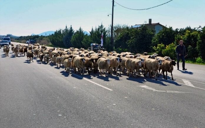 Πρόβατα έφαγαν… 100 κιλά φαρμακευτικής κάνναβης