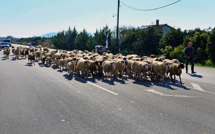 Στον Βορίδη την Τρίτη οι κτηνoτρόφοι της Θεσσαλίας