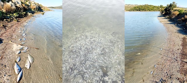 Θεσπρωτία: Χιλιάδες νεκρά ψάρια στη λιμνοθάλασσα Δρεπάνου