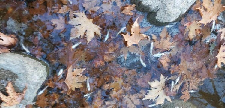 Nεκρά ψάρια στο ποτάμι του Γάβρου