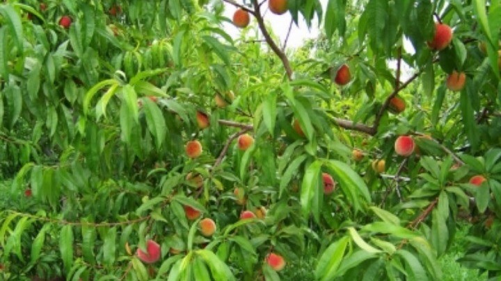 Kαινοτόμες δενδροκομικές καλλιέργειες