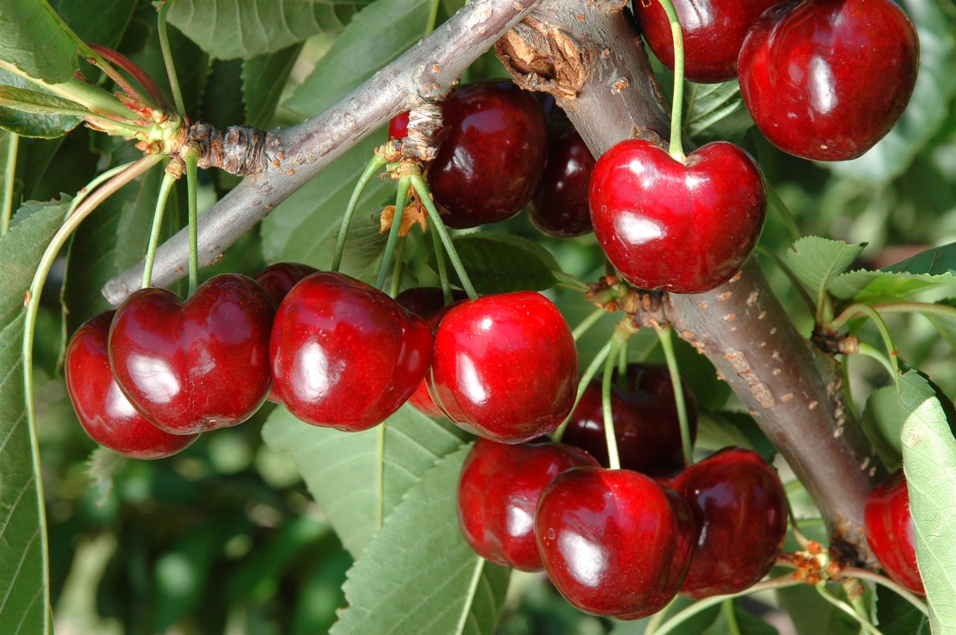 Περιζήτητα και ακριβοπληρωμένα φέτος τα πρώιμα κεράσια