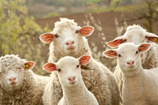 Εμβολιασμός κατά του καταρροϊκού πυρετού των προβάτων