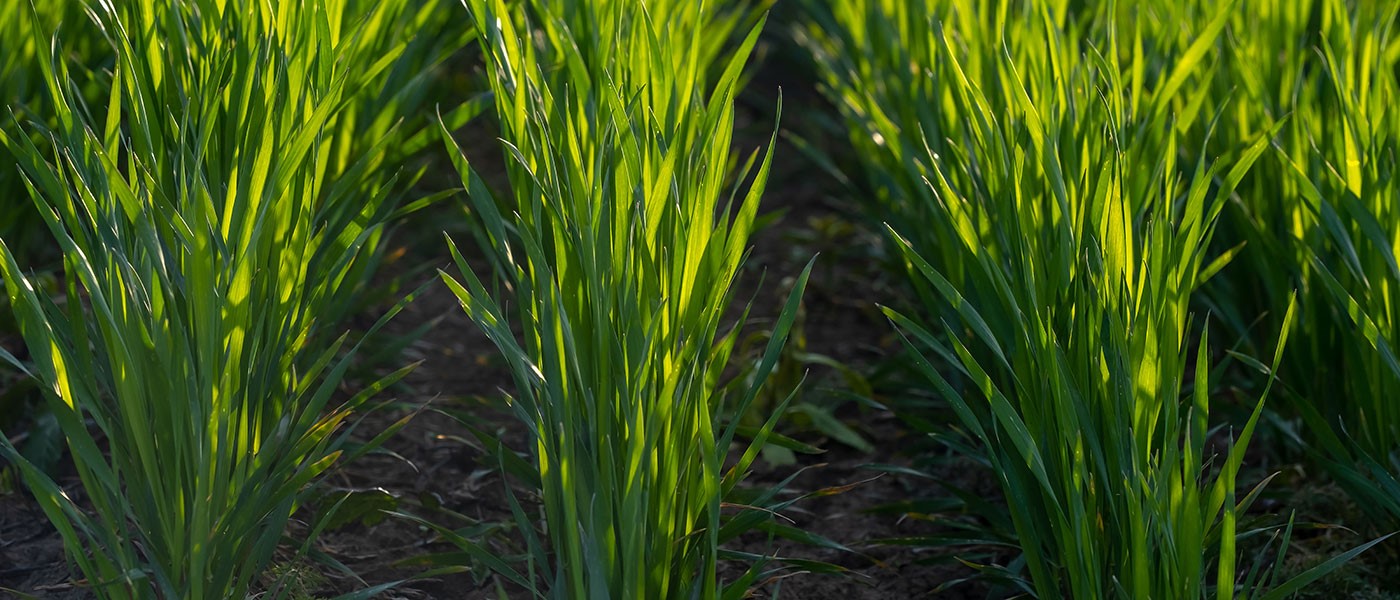 Πώς εξελίσσεται η καλλιέργεια των σιτηρών