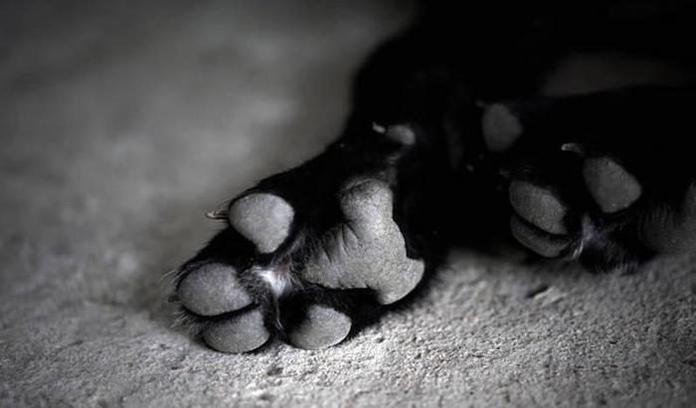 Νέα απόπειρα δολοφονίας σκύλου με βέλος