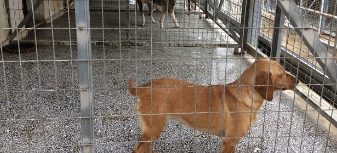 120 αδέσποτα βρήκαν οικογένεια από το Καταφύγιο 