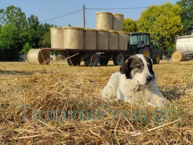 Ταυτοποιήθηκε ο δράστης που πυροβόλησε αδέσποτο σκυλί