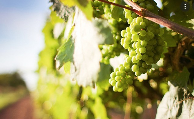 Απογοήτευση στον αμπελοοινικό κλάδο
