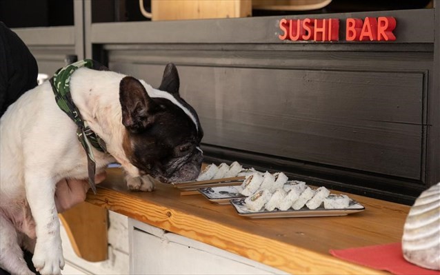 Σούσι για σκύλους σε εστιατόριο 