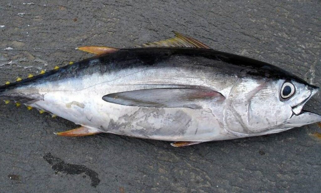 Κατασχέθηκαν 25 κιλά τόνου και δημοπρατήθηκαν