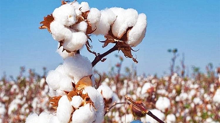 Χτυπήθηκαν από τις βροχές πάνω από 130.000 στρέμματα