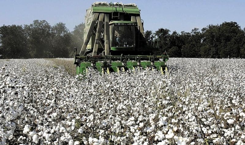 20% κάτω η φετινή βαμβακοπαραγωγή σε όλη τη χώρα
