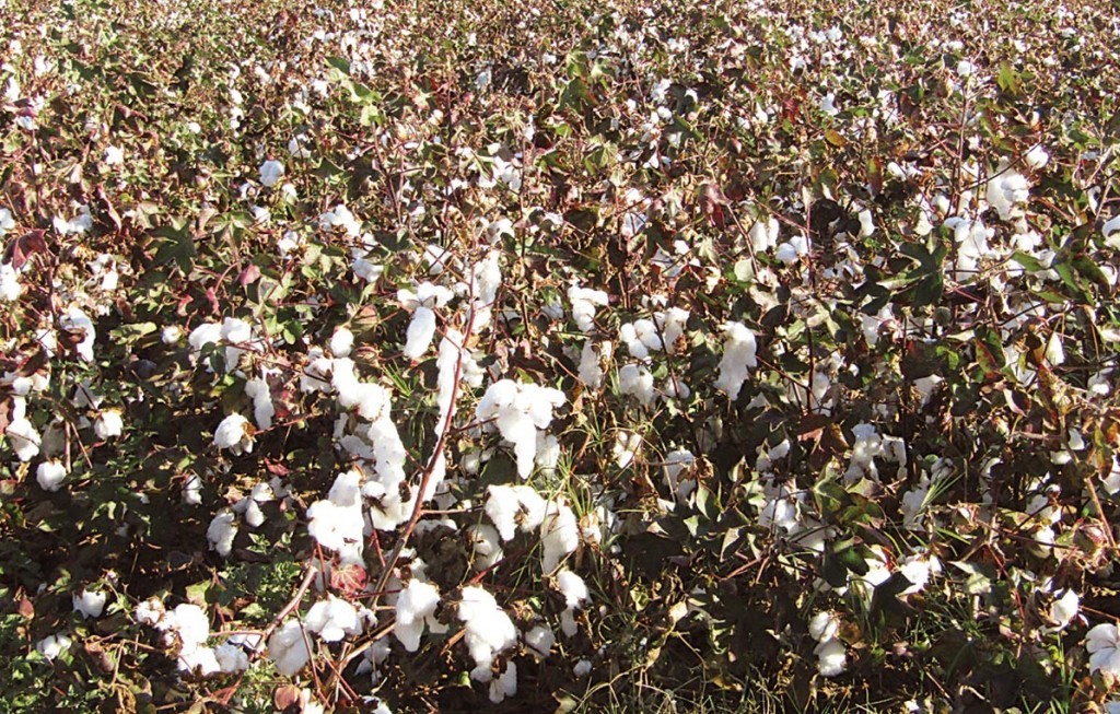 Καλή η κατάσταση στα βαμβακοχώραφα