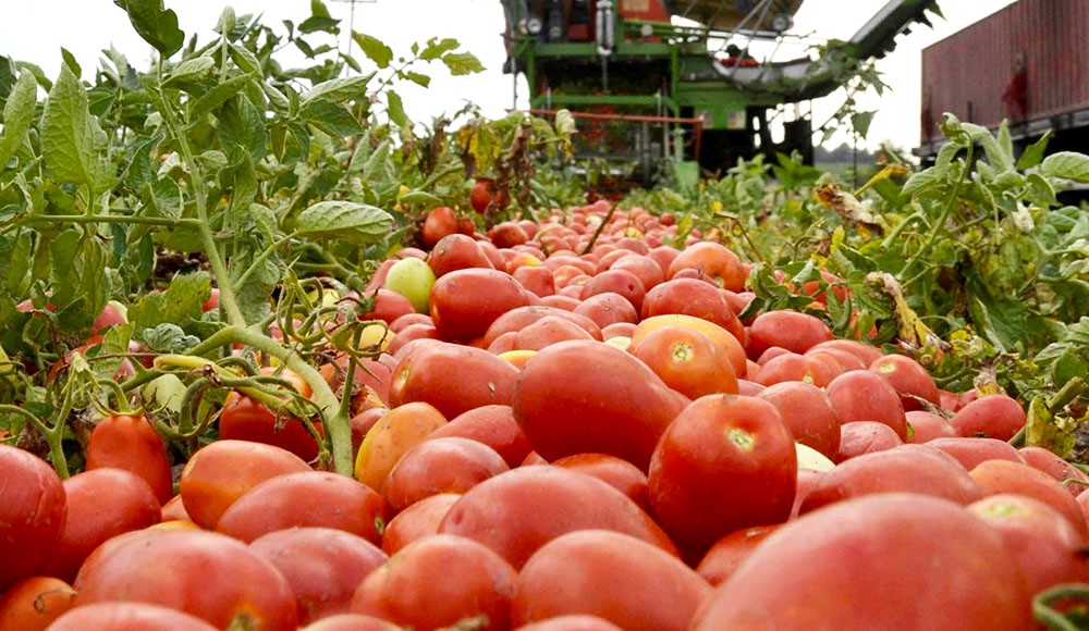 Η χαλαζόπτωση κατέστρεψε 500 στρέμματα ντομάτας 