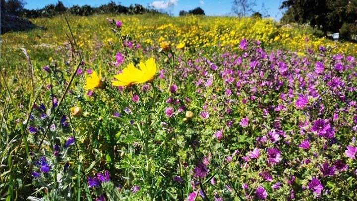 Ενεργειακά φυτά για την παραγωγή στερεού καυσίμου