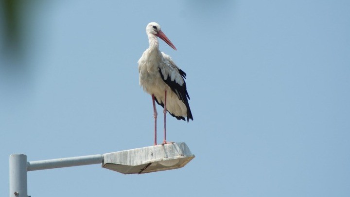 Ένα χωριό που προτιμούν οι πελαργοί