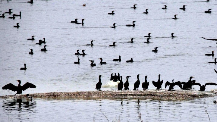 Ενας από τους πιο σημαντικούς υδροβιότοπους της Ελλάδας