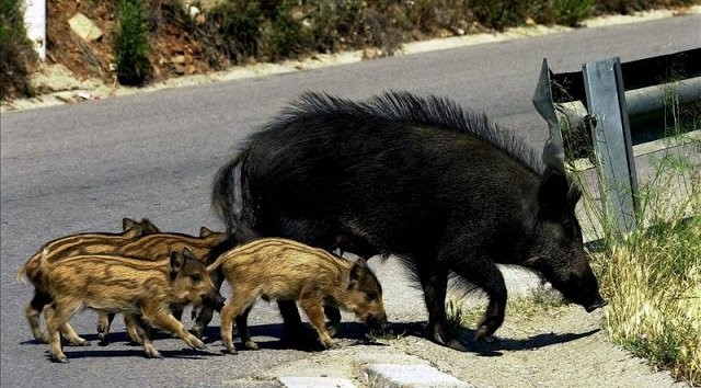 Λαχτάρησε οικογένεια λόγω αγριογούρουνων