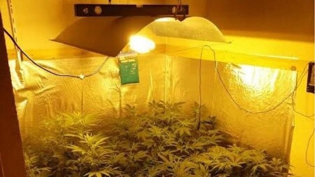 Εστησαν εργαστήριο υδροπονικής καλλιέργειας κάνναβης