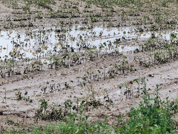 Έως 14 Ιουνίου οι δηλώσεις ζημιάς από τις βροχοπτώσεις